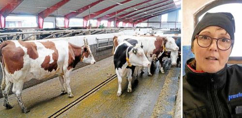 Svensk klövvård tar klivet utomlands