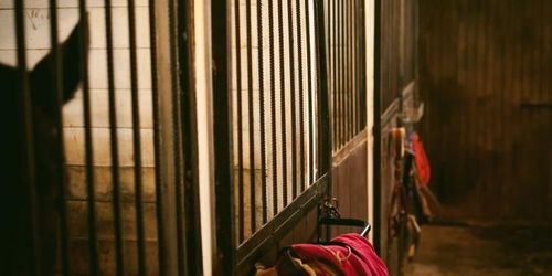 Man förgrep sig på dräktigt sto