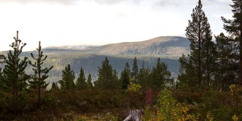 Miljarder på spel i tvist om fjällnära skog