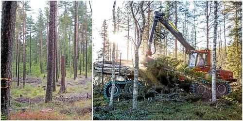 Rekordår för avverkningar – näst högsta på 20 år