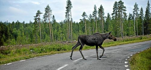 Älgen vägvisare för nästa generations biobränsle