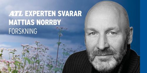 Vad finns det för alternativ till glyfosat?