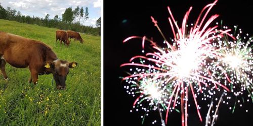 Tjurar forcerade stängslet i panik