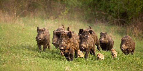 Vildsvinsskött på menyn hos skolor och äldreboende