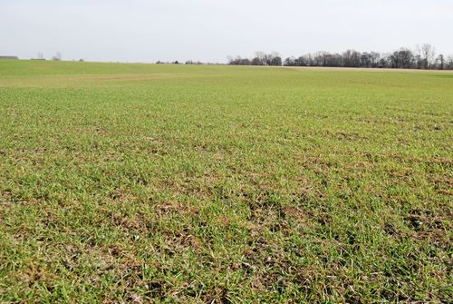 En kylig vår kan gynna rotutveckling och bestockning hos bland annat höstvete.