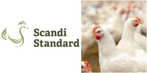 Scandi Standard ökade under fjärde kvartalet