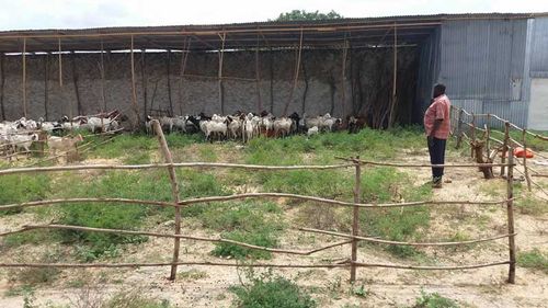 Bara ett klick och getterna kan bli dina. 150 dollar styck kostar de.