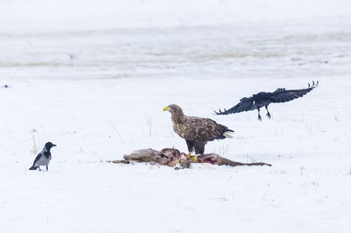 Rovfåglar som havsörn kan smittas av fågelinfluensa när de äter smittade kadaver eller dödar sjuka bytesfåglar som bär på smittan.