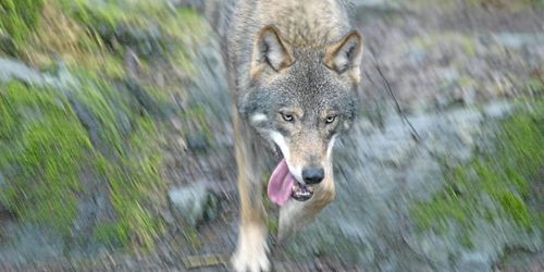 Industrimiljardär begärs häktad för jaktbrott