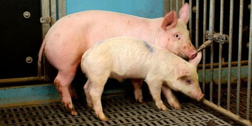 Nyupptäckt virus i svenska grisar