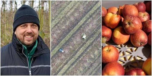 Vintern hektisk tid för äppelodlare – klipper 76 000 träd