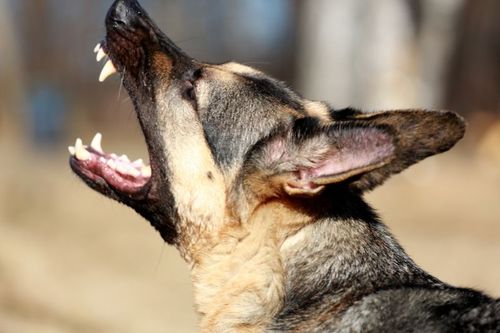 Hunden på bilden har inget samband med artikeln.