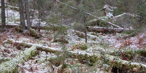 FSC: ”Kraven i standarden är desamma”