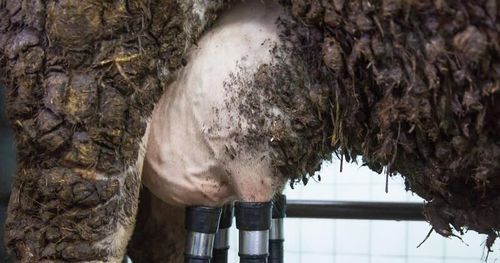 Skitiga djur kan bli kostsamt för uppfödare