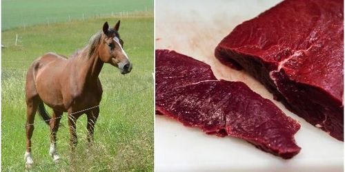 Nytt fusk med hästkött avslöjat
