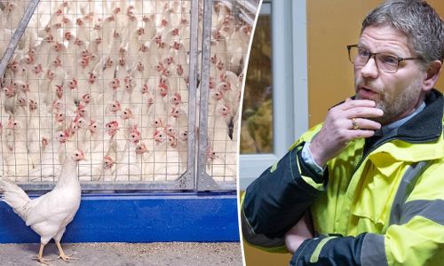 Fågelinfluensa höll på att knäcka Skåneägg