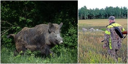 Få lantbrukare anmälda till Vildsvinshjälpen