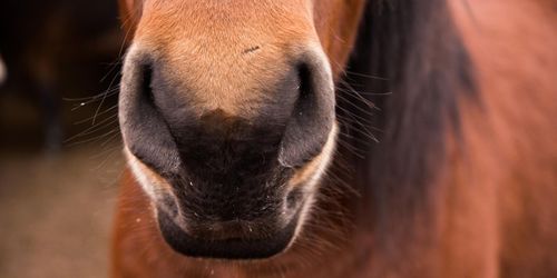 Sjukdomsutbrott skapar oro i Europa