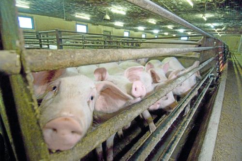 Av EU:s 28 medlemsländer är det fortfarande 26 som inte tillämpar hela grisdirektivet.