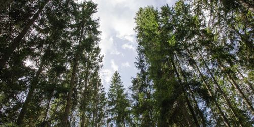 Vinst från skogen lämnar landet