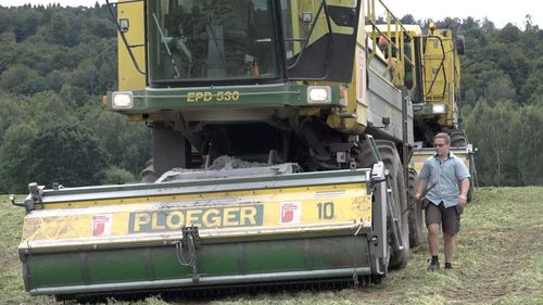 Nu skördas de sista ärterna