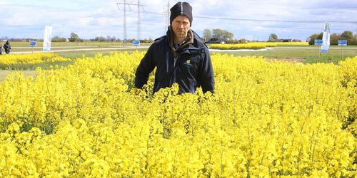 Optimera rapsskörden och undvik avdrag