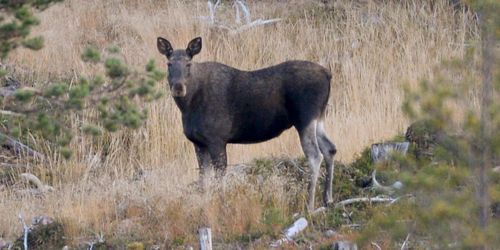 Rapport: Skjut älgar – klimatsäkra skogen