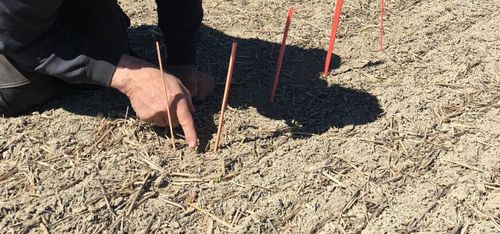 Natten som tog knäcken på vårrapsen