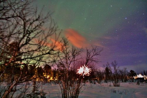 Kor skrämdes till skogs vid 12-slaget