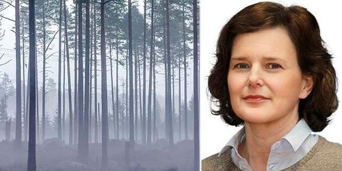 ”Miljörörelsen och skogsägarna borde kroka arm”