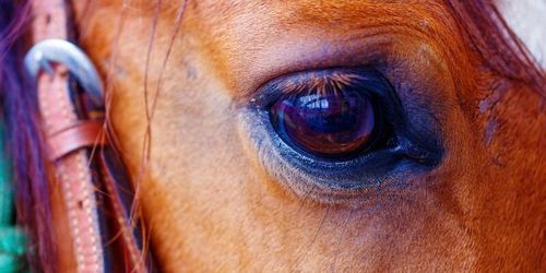 Coronavirus stänger ridklubbar