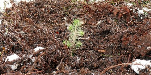Många plantor försvinner på vägen