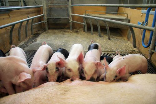 Arbetskraft och hälsoläget problem i grisbranschen