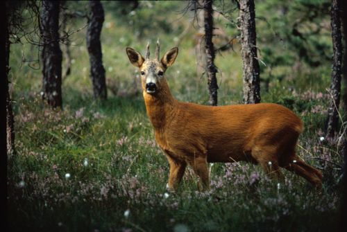 Klövviltsjakten inleds i morgon med råbockspremiären