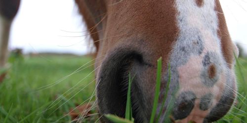 Svårt sjuka hästar avlivades