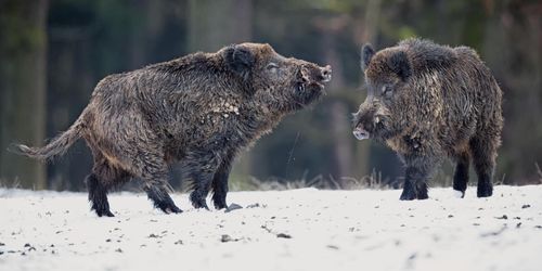 Förslag om utfodring av vildsvin på gång