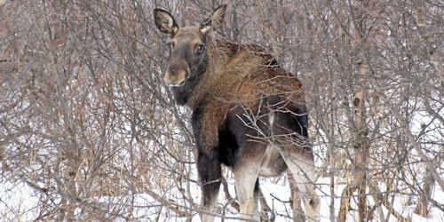 ”Älgarna måste skjutas där älgarna är”
