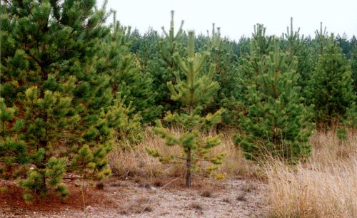 Ungskog av tall riskerar att drabbas av nya svampsjukdomen diplodiasjukan.