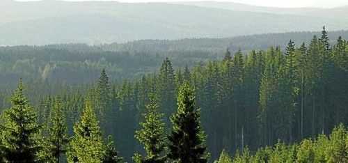 Bergvik säljer ut skogen