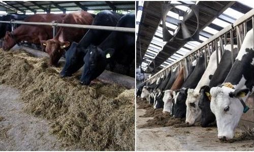 Här är världens tio största mjölkproducenter