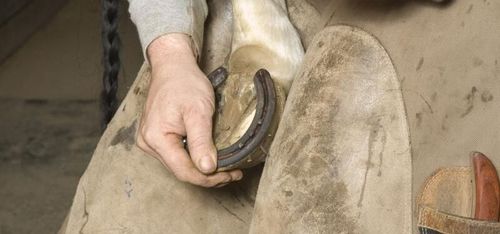 Förbjuds ge giftiga växter till häst