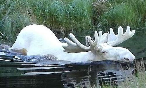 13 000 skrev på protestlistor