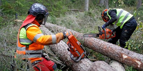 Trögt för jämställdhet i skogen