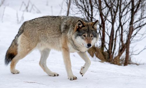 Vargfrågan lyftes på jordbruksministerråd