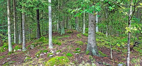 Så mycket skogsmark fick formellt skydd 2017
