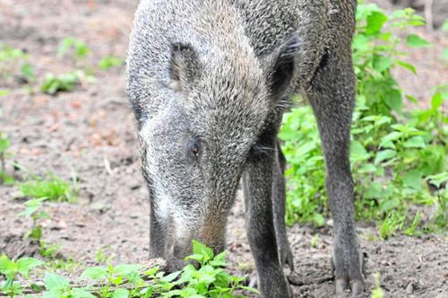 Vildsvinet var en älg