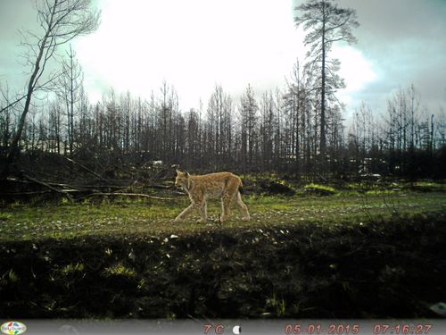 Länsstyrelsen nobbar hjälp från jägare