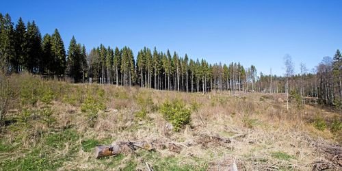 Sveaskog stoppar avverkningar