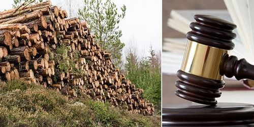 Skogsbruket ska inte skötas av domstolarna