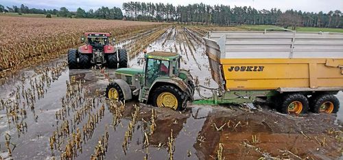 Här skördas majs i sjöblöt åker